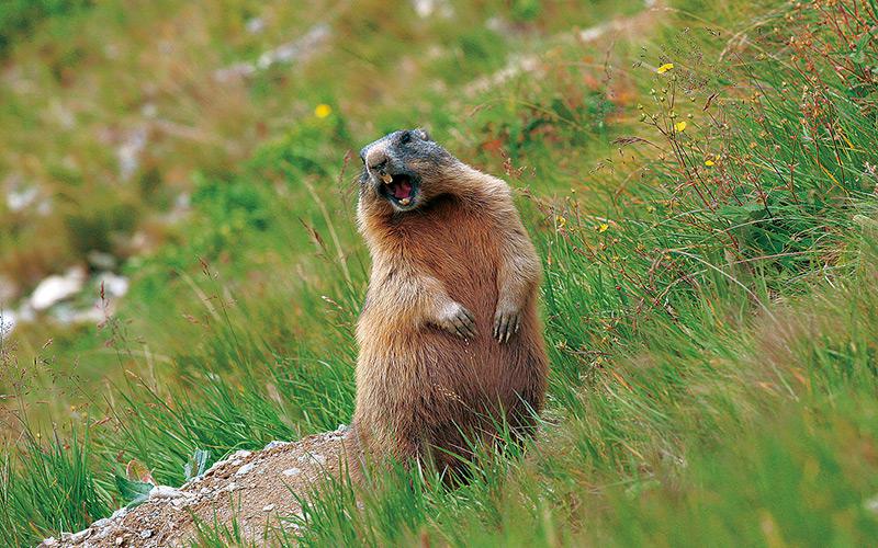 Experience close encounters with the marmots